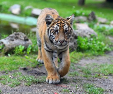 bengal kaplanı Safari