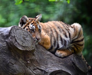bengal kaplanı Safari