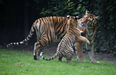 bengal kaplanı Safari