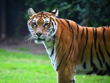 bengal kaplanı Safari