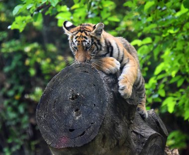 bengal kaplanı Safari