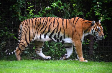 bengal kaplanı Safari