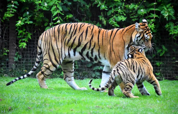 Tygr Bengálský Safari — Stock fotografie