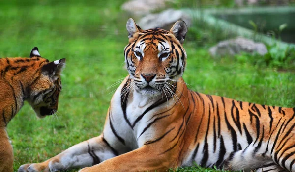 Тигр Бенгалии Сафари — стоковое фото