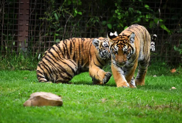 Tigre Bengala Safári — Fotografia de Stock