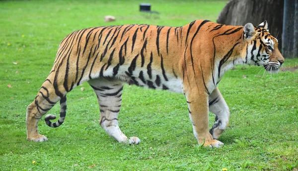 Tigre Bengala Safari — Foto de Stock