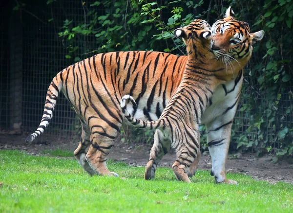 Tygrys Bengalski Safari — Zdjęcie stockowe