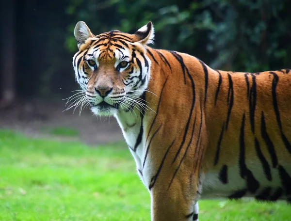 Tijger Van Bengalen Safari — Stockfoto