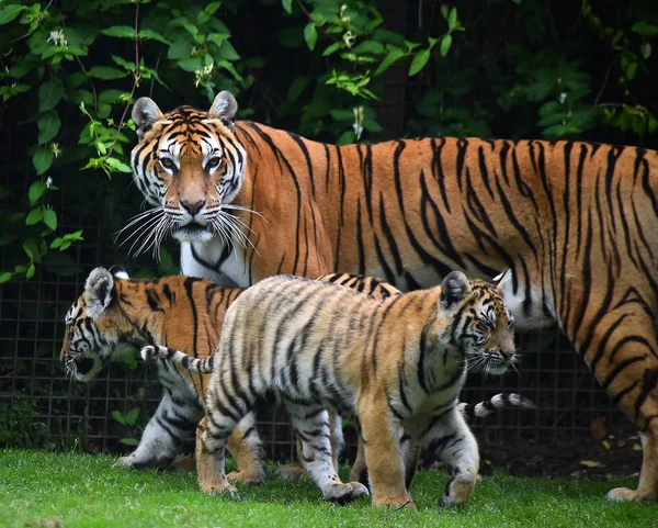 Tygrys Bengalski Safari — Zdjęcie stockowe