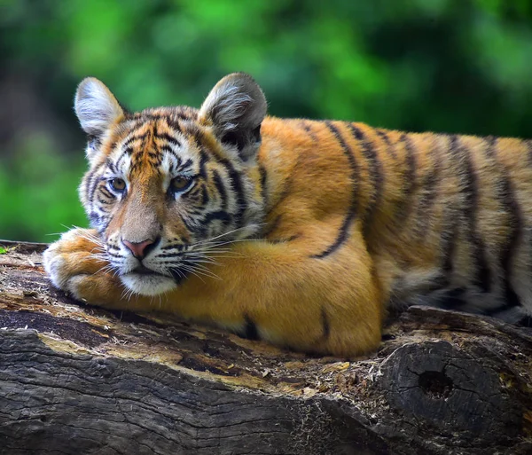 Tigre Bengale Safari — Photo