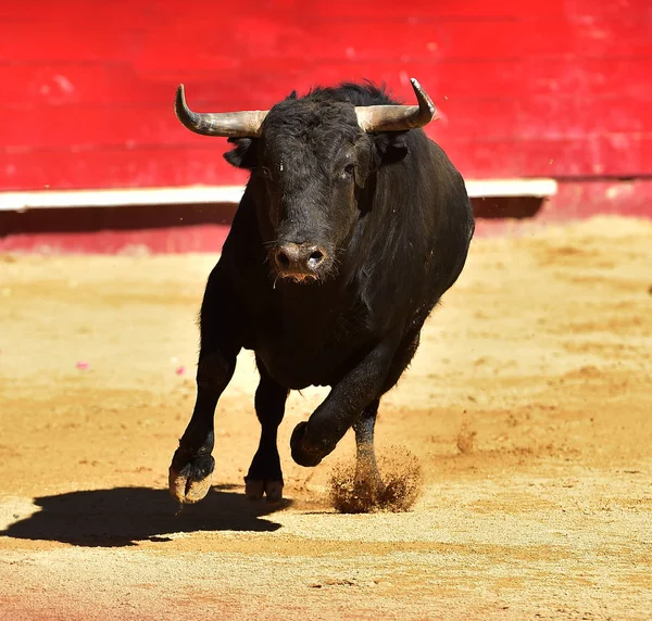 Stier Spanje — Stockfoto