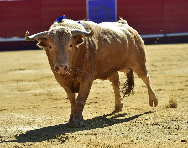 Fighting Bull Spain — Stock Photo, Image