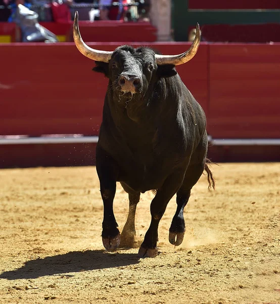 Touro Espanha Com Chifres Grandes — Fotografia de Stock