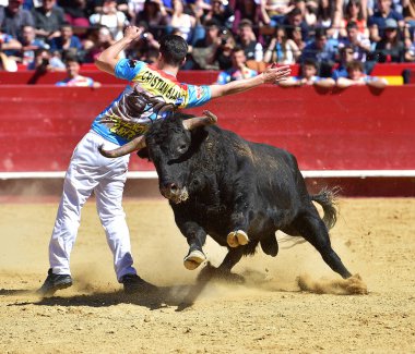 İspanya'ile büyük boynuzları boğa