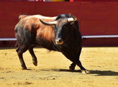 İspanya'ile büyük boynuzları boğa