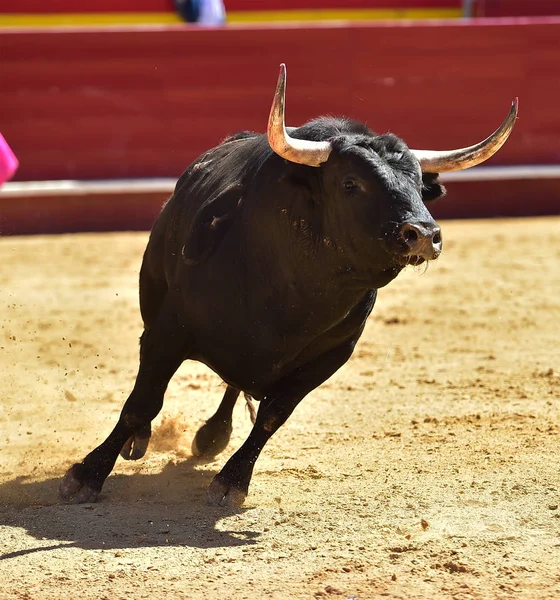 Toro Spagna Con Grandi Corna — Foto Stock
