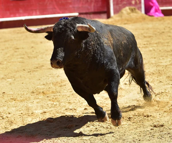 Stier Spanje Met Grote Hoorns — Stockfoto