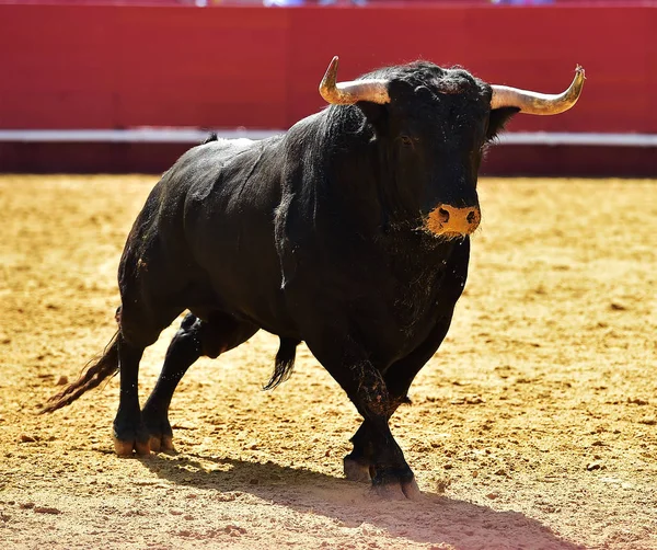 Stier Spanje Met Grote Hoorns — Stockfoto