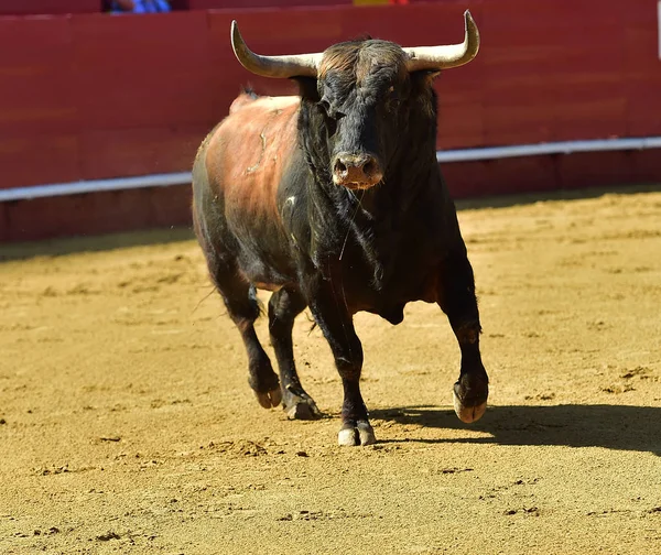 Touro Espanha Com Chifres Grandes — Fotografia de Stock