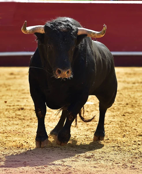 Touro Espanha Com Chifres Grandes — Fotografia de Stock