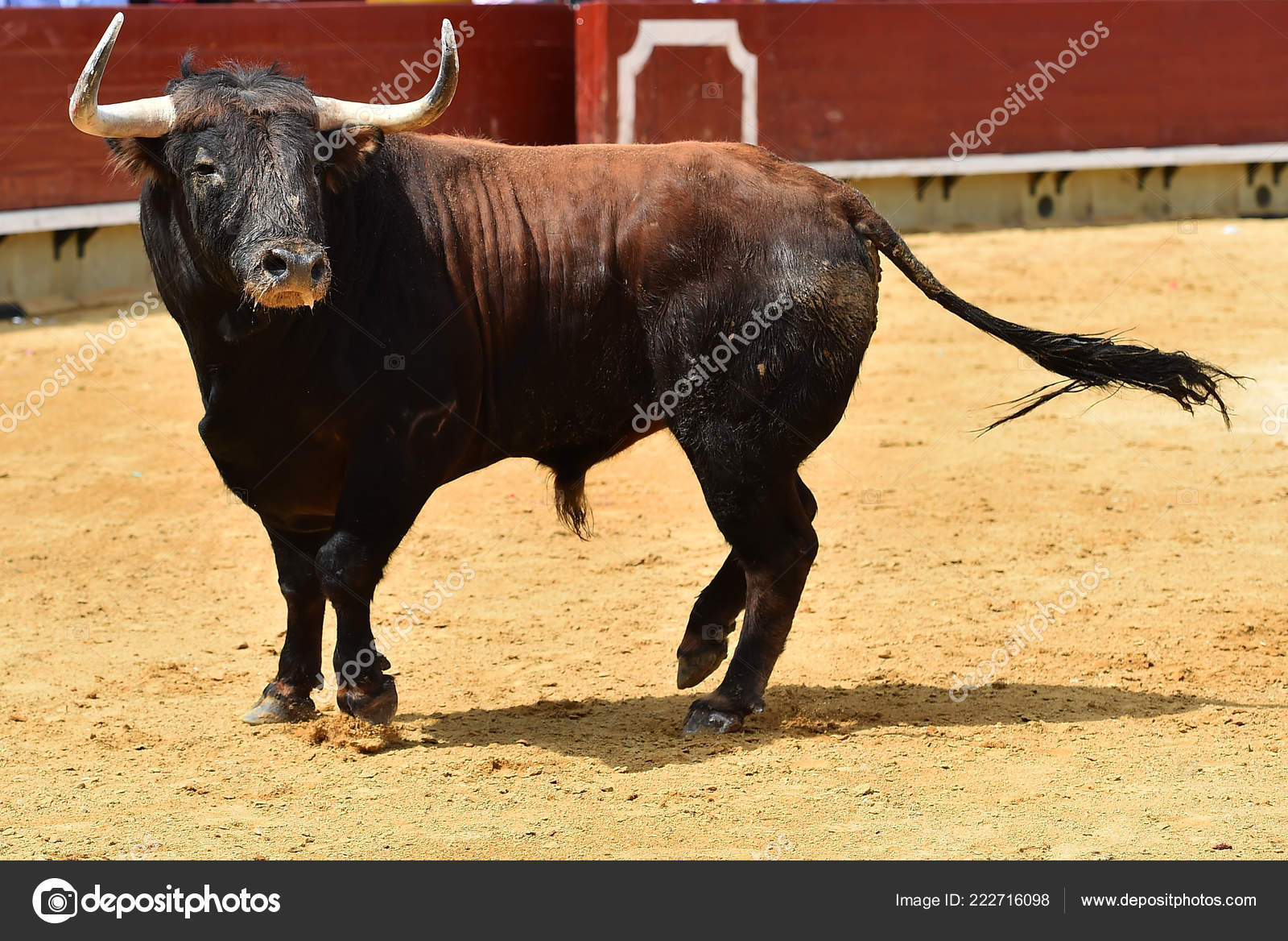 Fighting Bull Spain Stock Photo C Albertoclemares Hotmail Com Fighting Bull Spain Stock Photo C Albertoclemares Hotmail Com