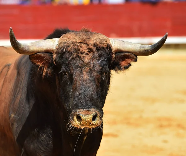 Toro Combate España —  Fotos de Stock