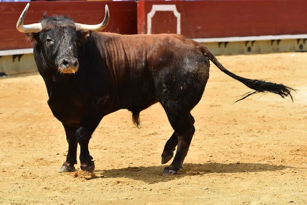 在西班牙与公牛战斗 — 图库照片