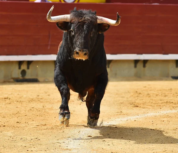 在西班牙与公牛战斗 — 图库照片