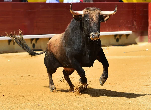 Combattere Toro Spagna — Foto Stock