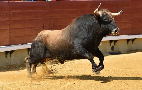 Touro Espanha Com Chifres Grandes — Fotografia de Stock