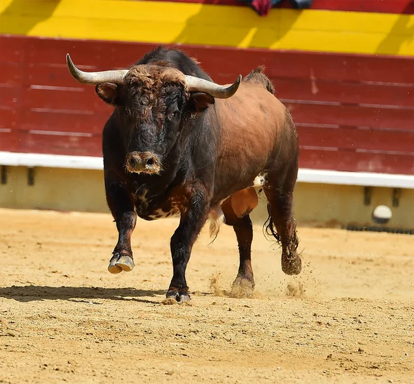 Tjuren Spanien Med Stora Horn — Stockfoto