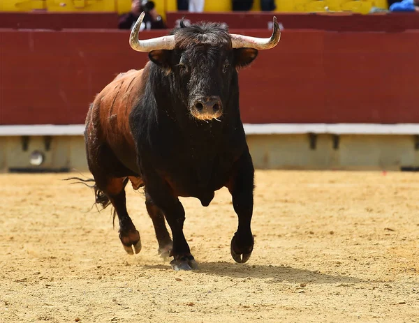 Touro Espanha Com Chifres Grandes — Fotografia de Stock