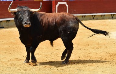 İspanya'ile büyük boynuzları boğa