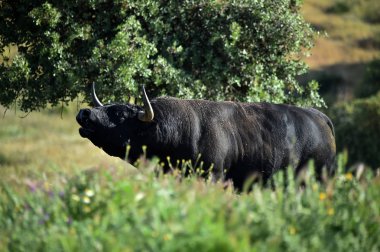İspanya boğa mücadele