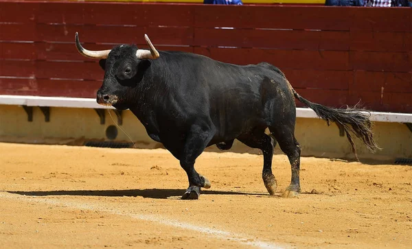 Touro Espanha Com Chifres Grandes — Fotografia de Stock