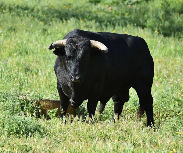 Bull Spain Big Horns — Stock Photo, Image
