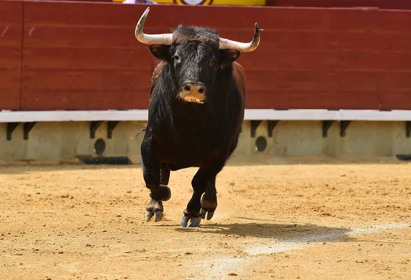 Touro Lutando Espanha — Fotografia de Stock