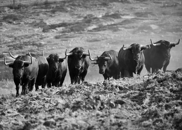 Fighting Bull Spain — Stock Photo, Image