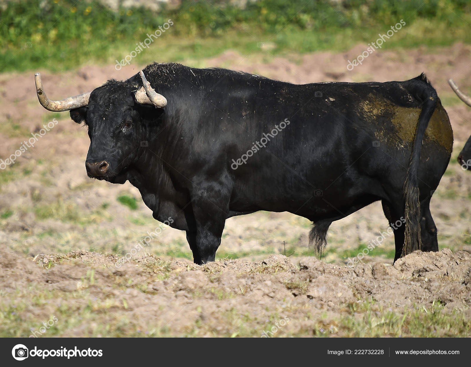 descargar imagenes de toros de lidia gratis descargar imagenes de toros de lidia gratis