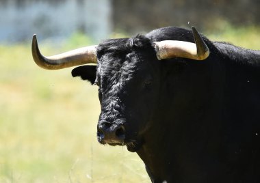 İspanya boğa mücadele