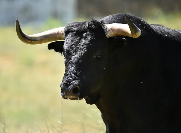 Touro Lutando Espanha — Fotografia de Stock