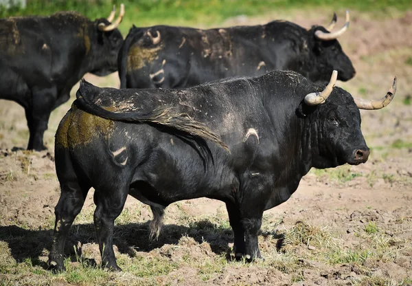 Combattere Toro Spagna — Foto Stock