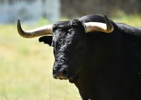 Toro Combate España —  Fotos de Stock