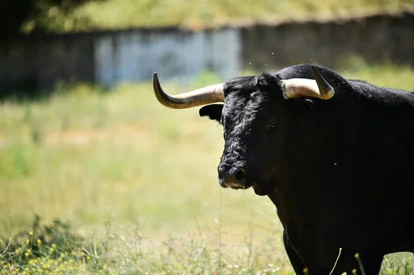 Toro Combate España — Foto de Stock