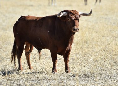 İspanya'da çalışan boğa