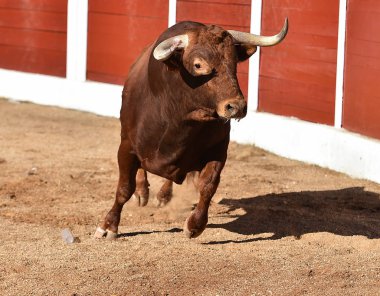 İspanya'da çalışan boğa