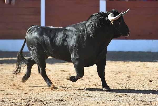 Bullfighting Espanha Com Grande Touro — Fotografia de Stock