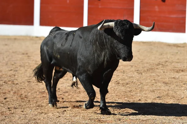 Tauromachie Espagne Avec Gros Taureau — Photo