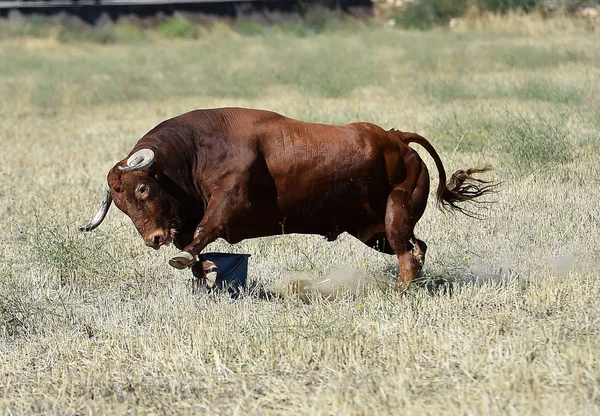 Bulle Läuft Spanien — Stockfoto