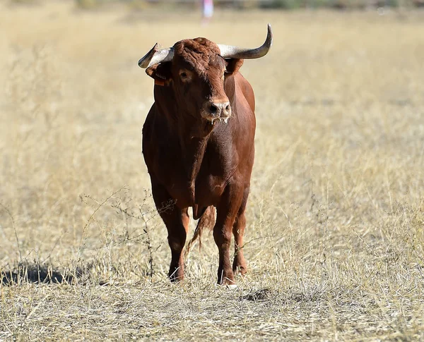 Bull Hiszpanii — Zdjęcie stockowe